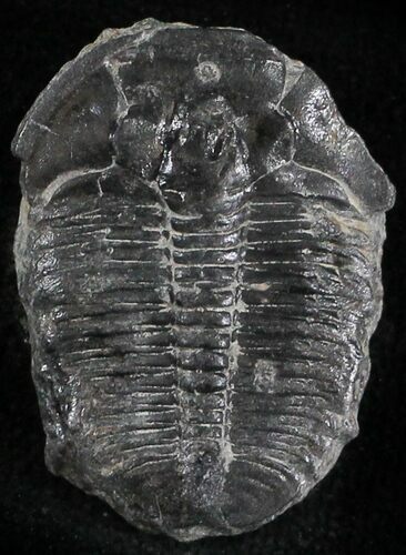 Elrathia Trilobite - Wheeler Shale, Utah #24964